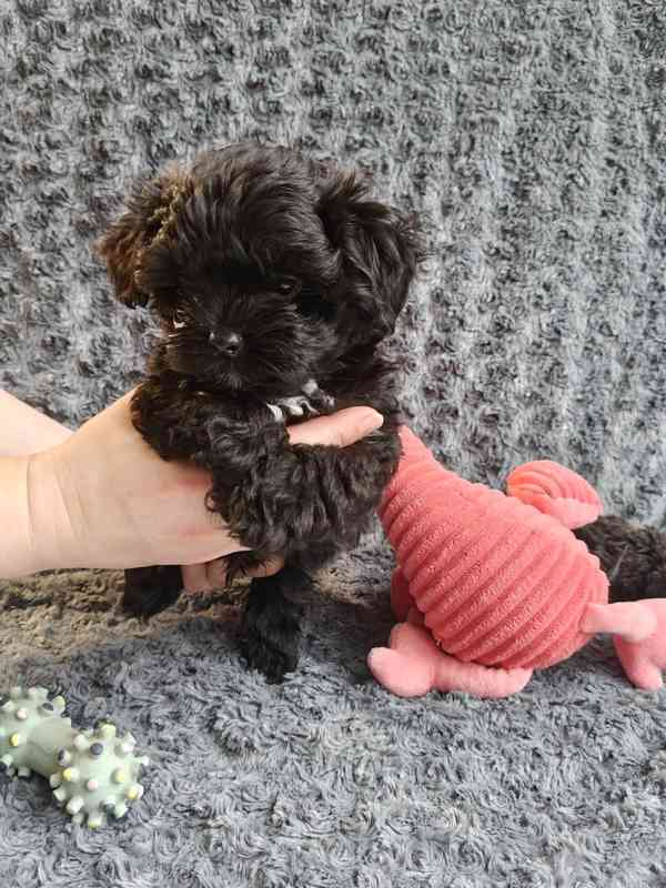 Štěňata ruské barevné bolonky s PP k odběru - foto 4