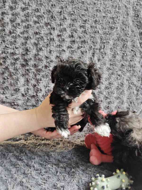 Štěňata ruské barevné bolonky s PP k odběru - foto 2