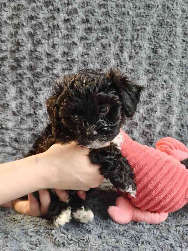 Štěňata ruské barevné bolonky s PP k odběru - foto 5