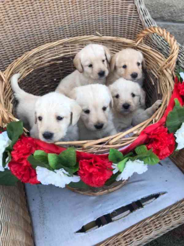 Úžasná štěňata labradoodla - foto 1