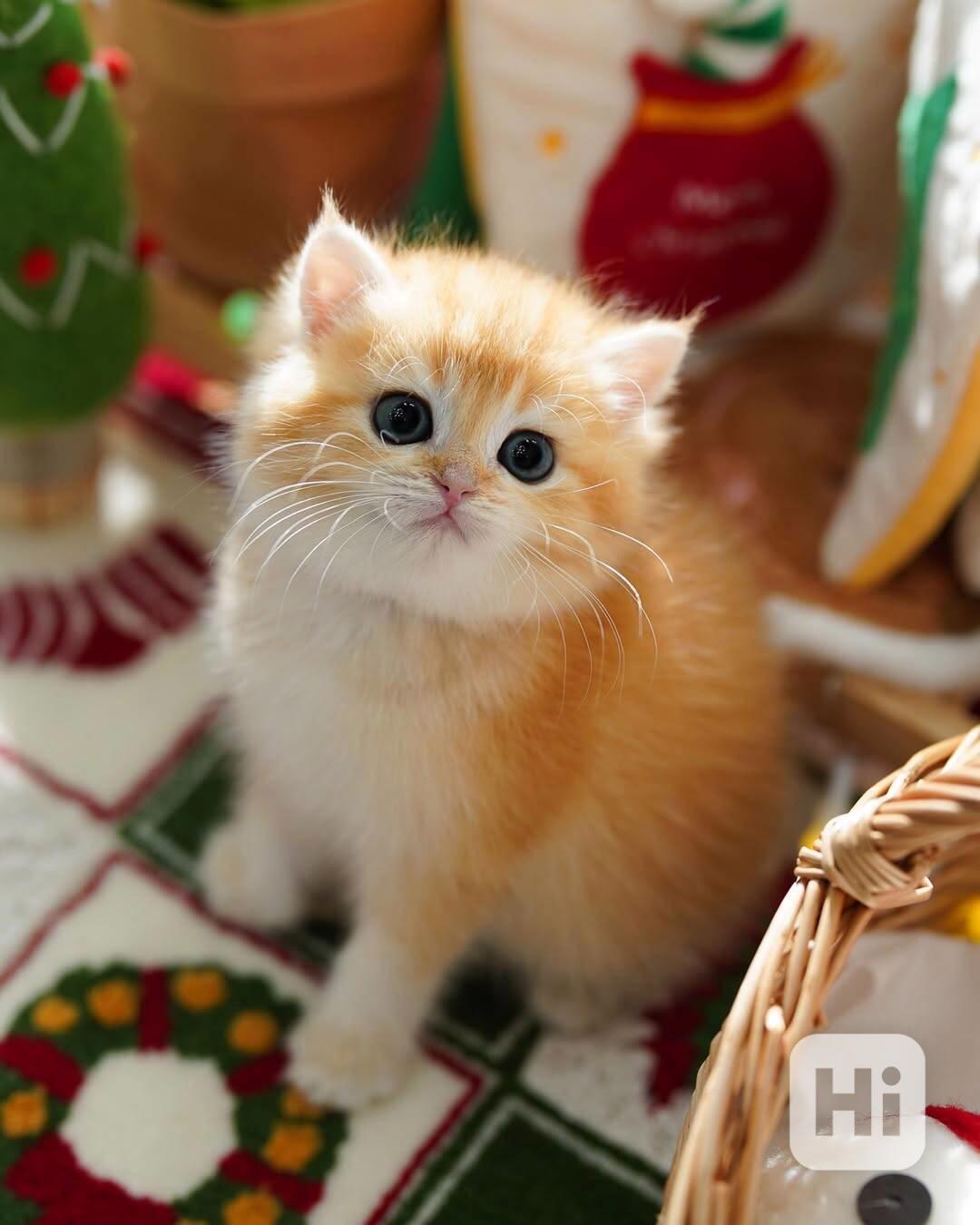 Roztomilá koťátka připravená na svůj trvalý domov - foto 1