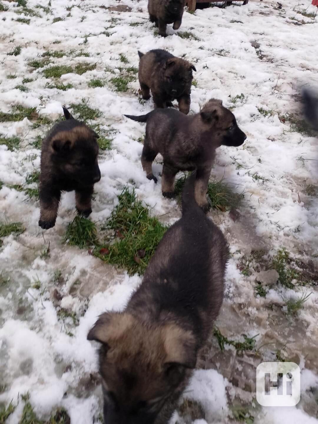 Štěňata NO - foto 1