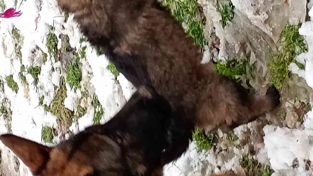 Štěňata NO - foto 2