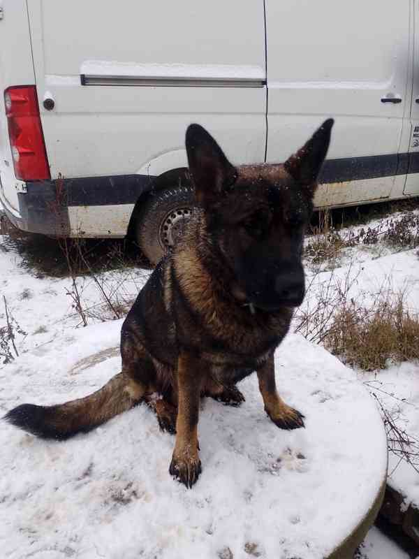 Štěňata NO - foto 3