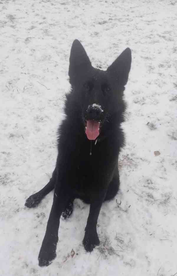 Štěňata NO - foto 4