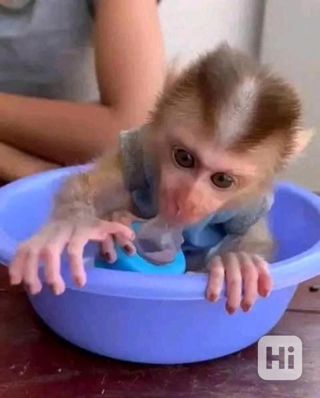 kapucínské opice k adoptaci - foto 1