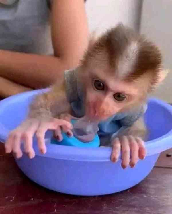 kapucínské opice k adoptaci