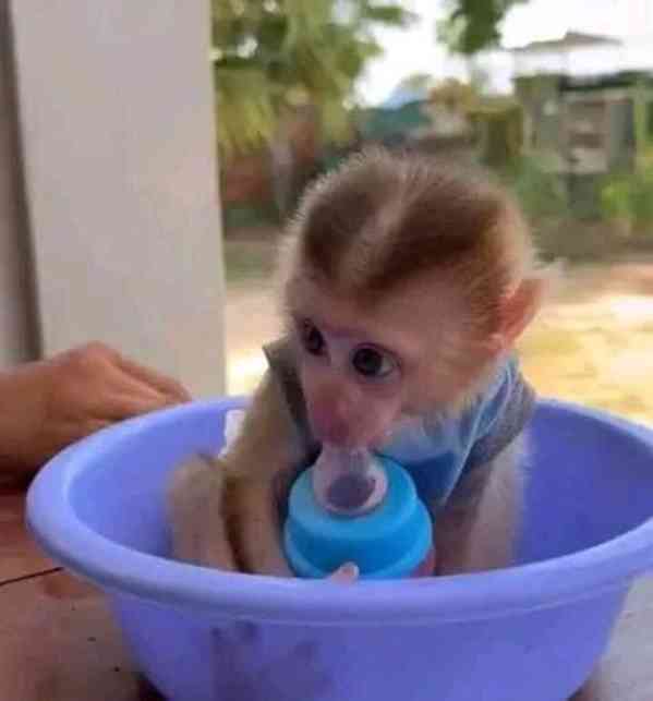 kapucínské opice k adoptaci - foto 2