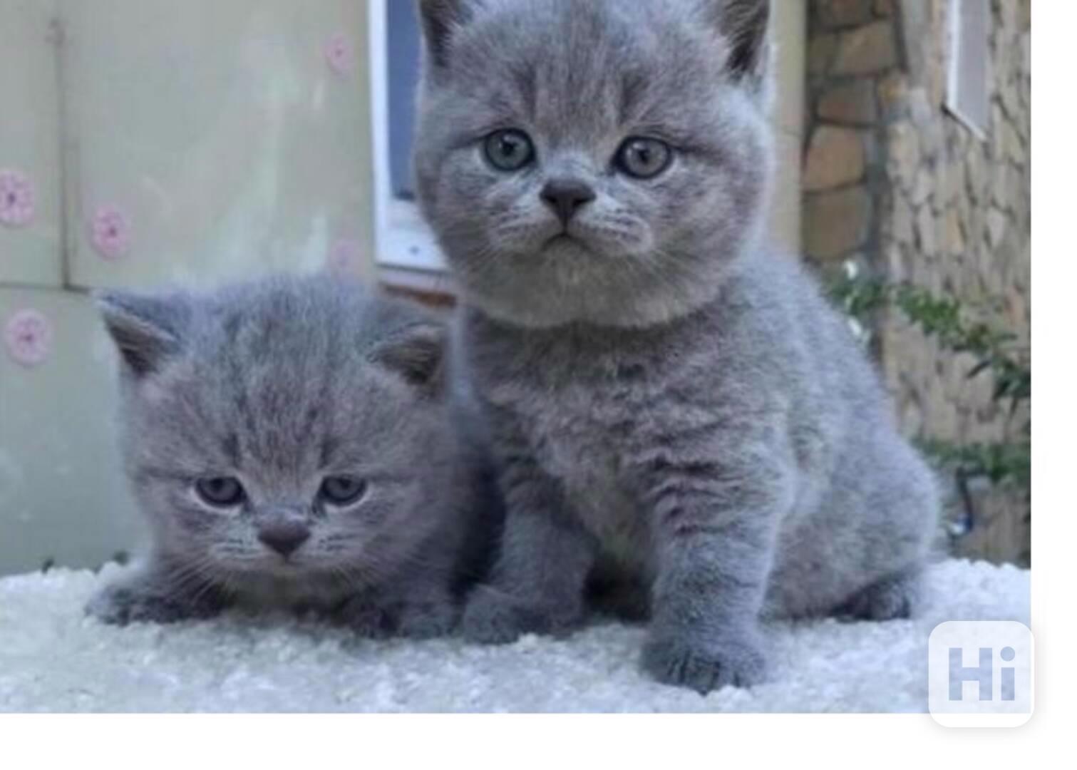 Koťata britské krátkosrsté šelmy - foto 1