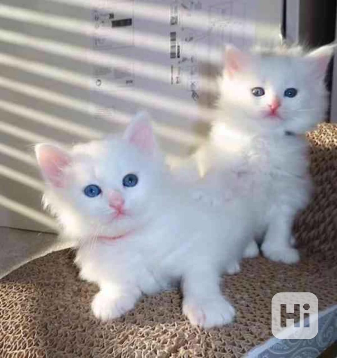 zdravá perská koťata k adopci - foto 1