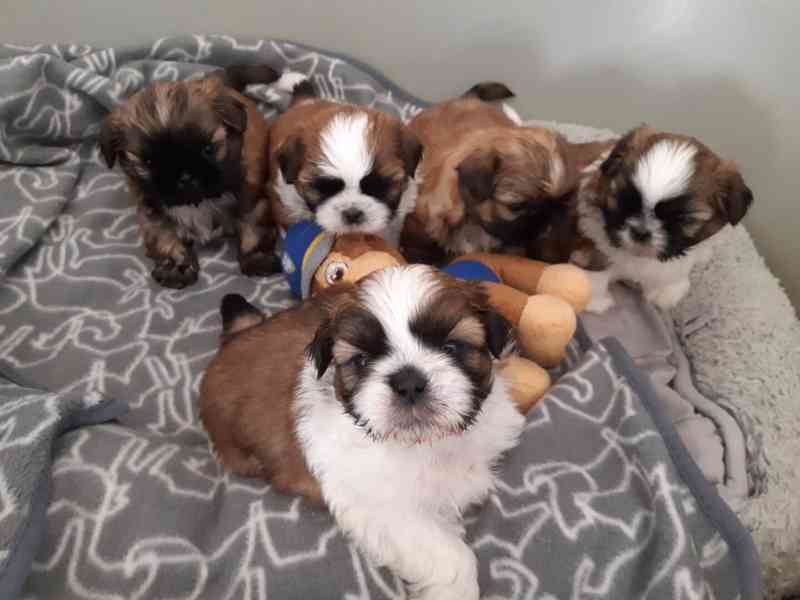 Štěňata shih tzu k adopci a k ​​přemístění - foto 1
