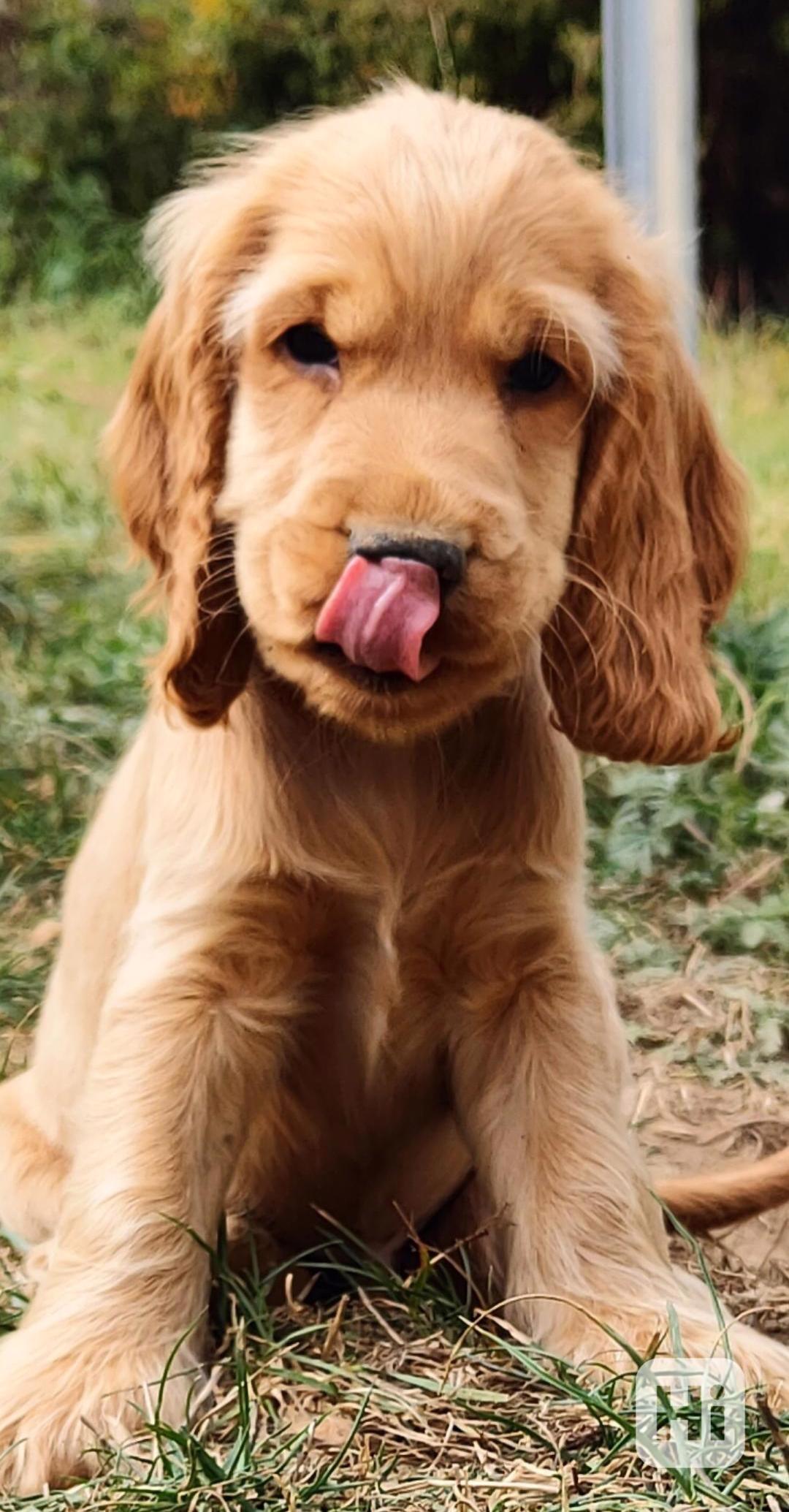 Štěně anglického kokršpaněla - foto 1