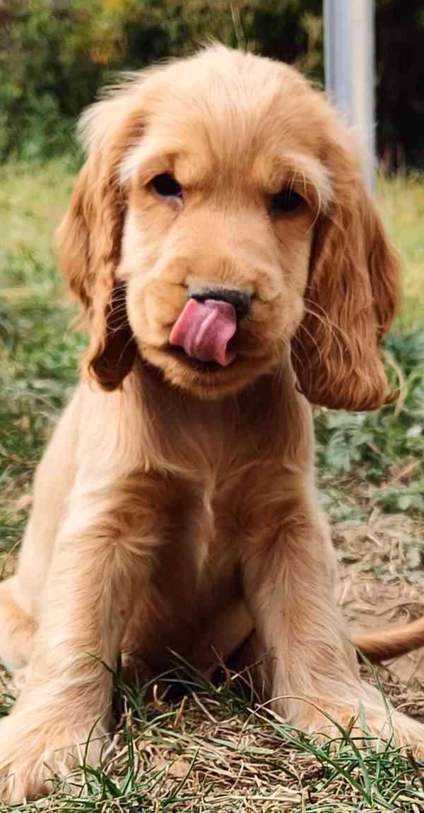 Štěně anglického kokršpaněla - foto 1