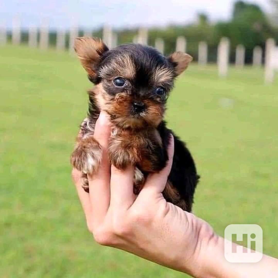 Štěně jorkšírského teriéra  - foto 1