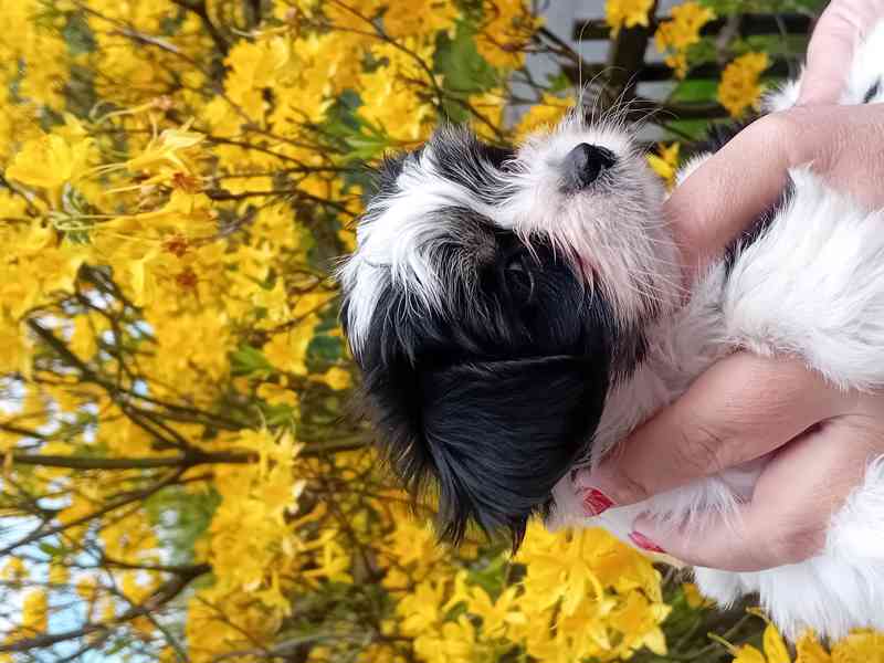 Štěňátka jorkšíra přivezeme kdekoliv  - foto 2