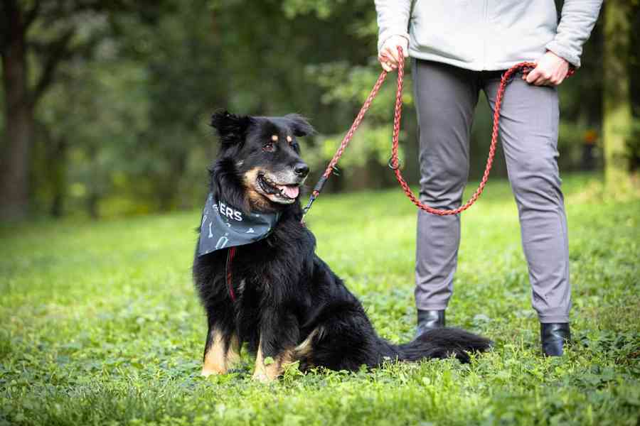 BENÍK - NEJÚŽASNĚJŠÍ PARŤÁK POD SLUNCEM - foto 4