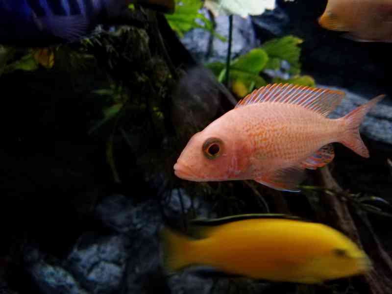 Tlamovci Malawi  - foto 22