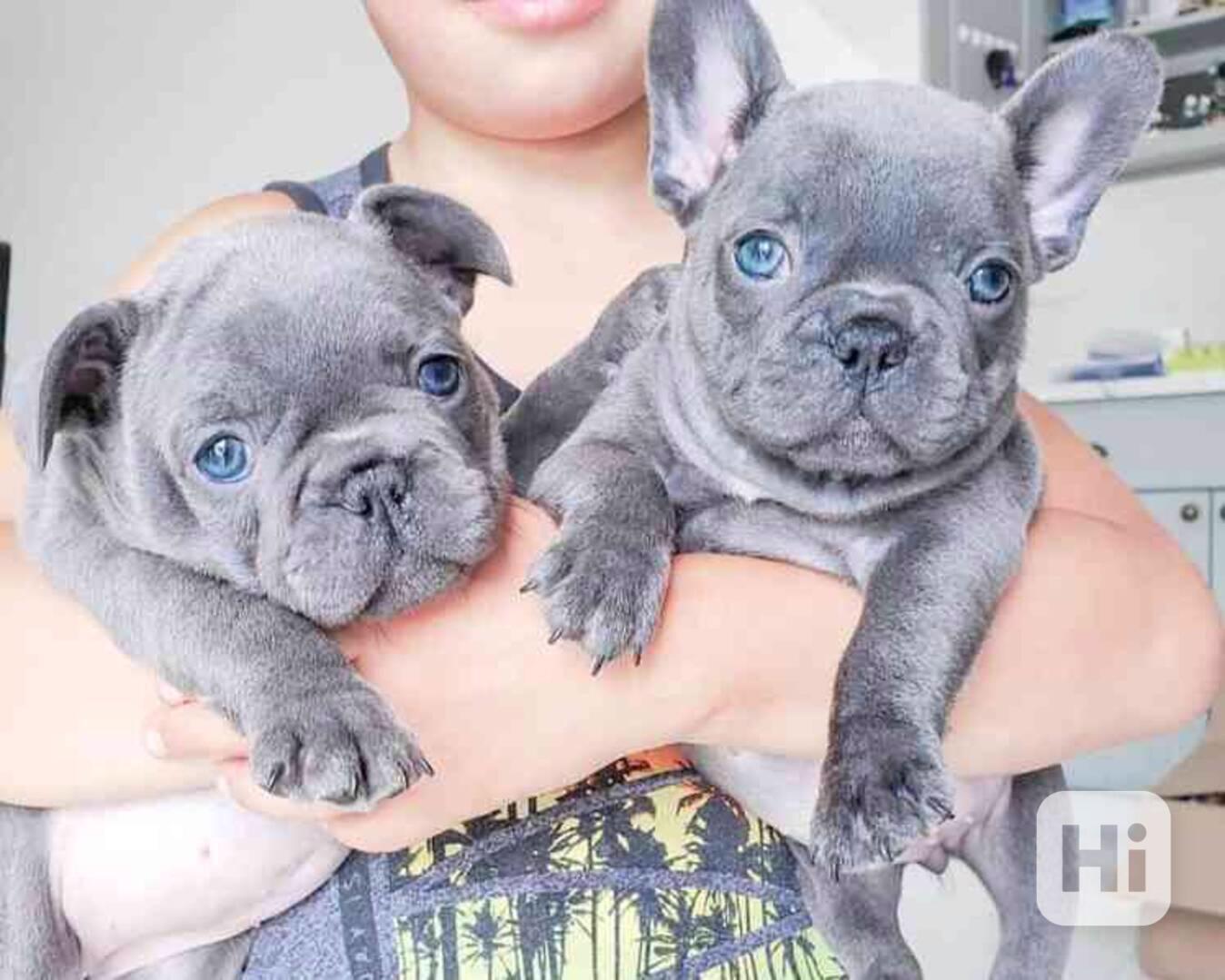 Štěňata francouzského buldočka - foto 1