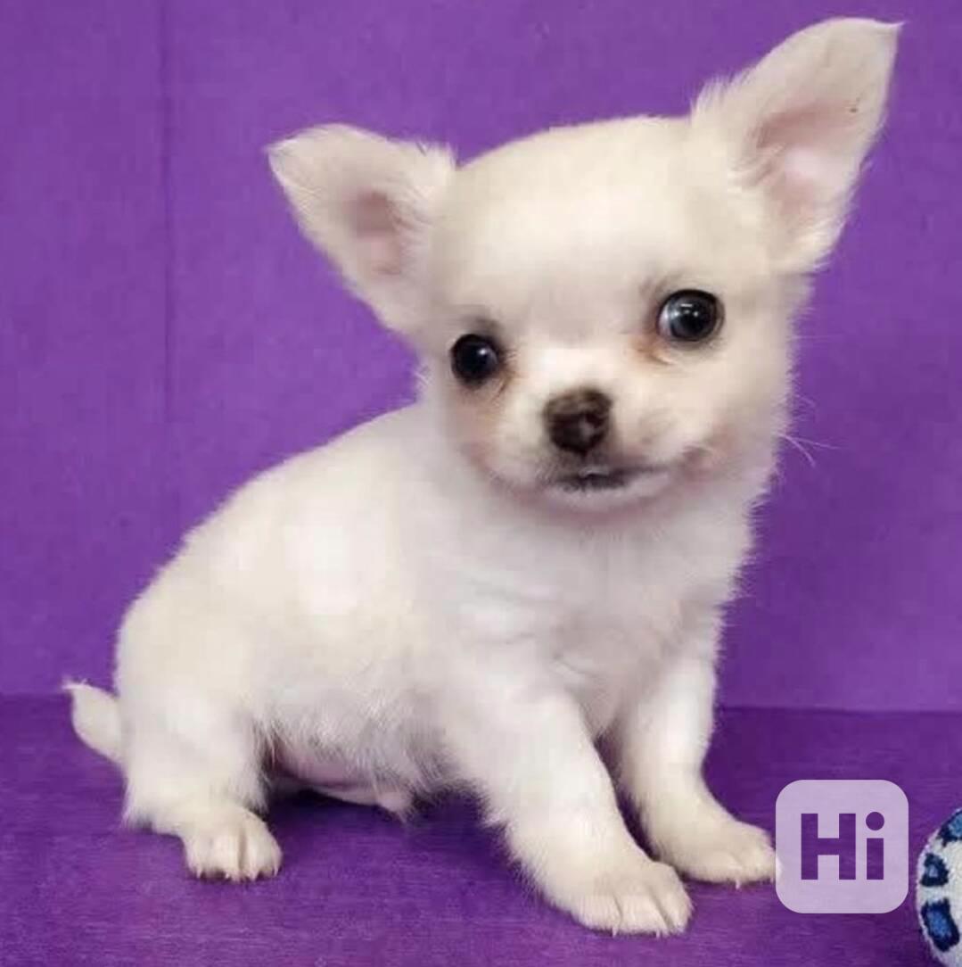 Roztomilý a rozkošný Čivava, samec a samice - foto 1