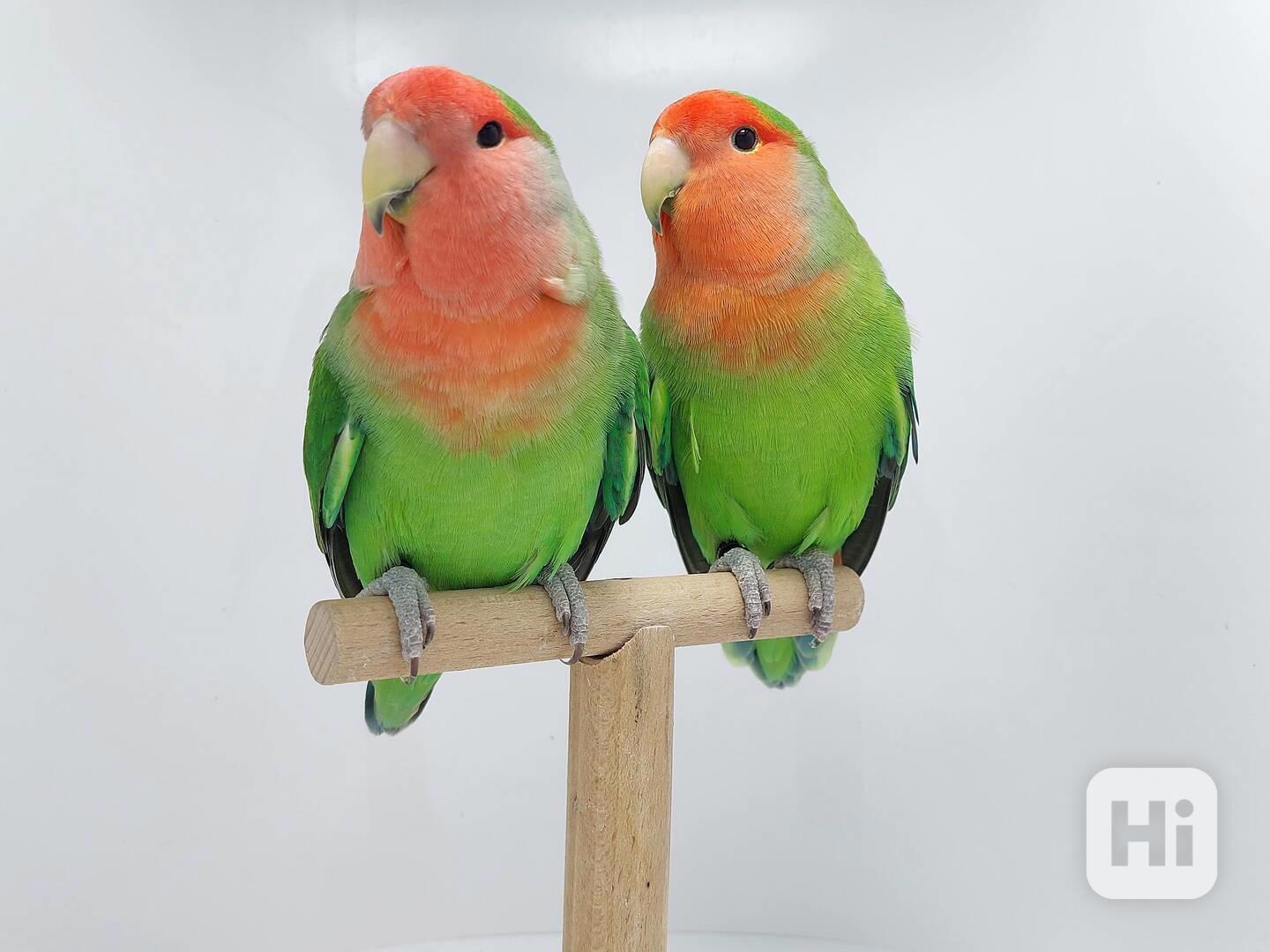 Agapornis Roseicollis odchovy  - foto 1