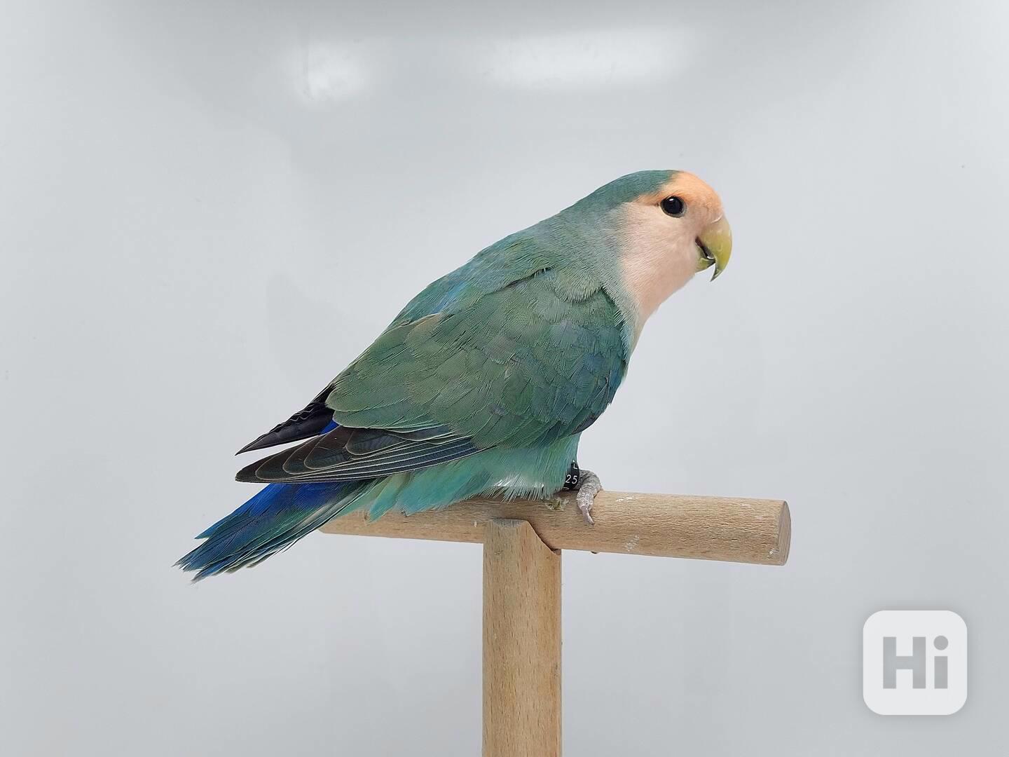 Agapornis Roseicollis odchovy  - foto 1