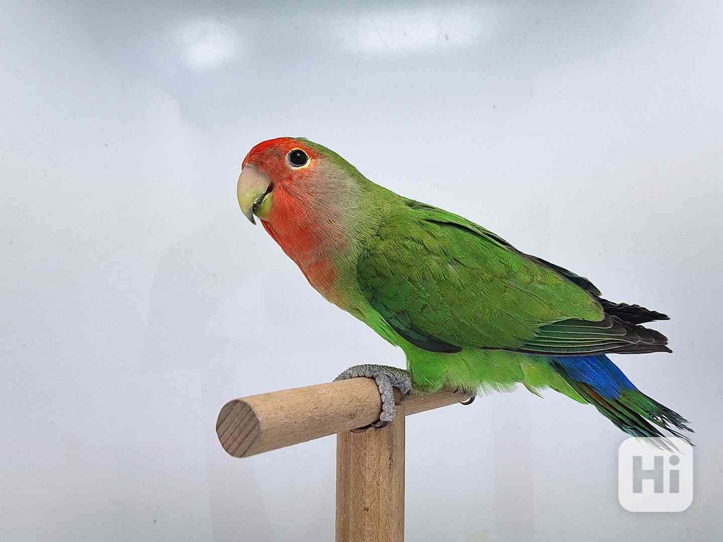 Agapornis Roseicollis odchovy  - foto 1