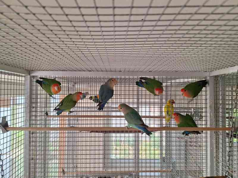 Agapornis Roseicollis odchovy  - foto 6