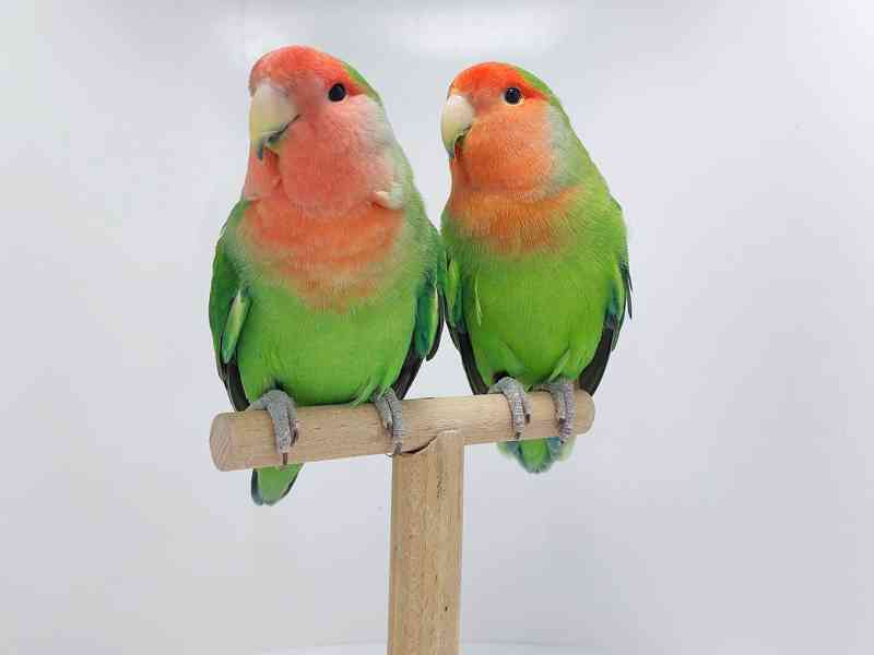 Agapornis Roseicollis odchovy  - foto 4