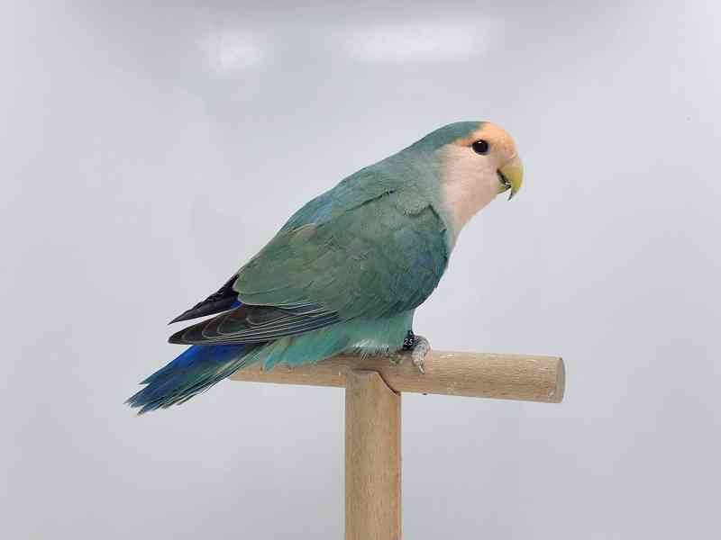 Agapornis Roseicollis odchovy  - foto 4