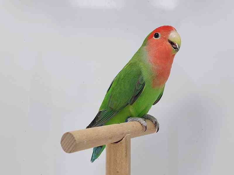 Agapornis Roseicollis odchovy  - foto 3