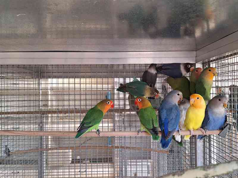 Agapornis Roseicollis odchovy  - foto 8