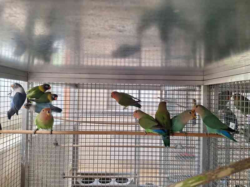 Agapornis Roseicollis odchovy  - foto 7