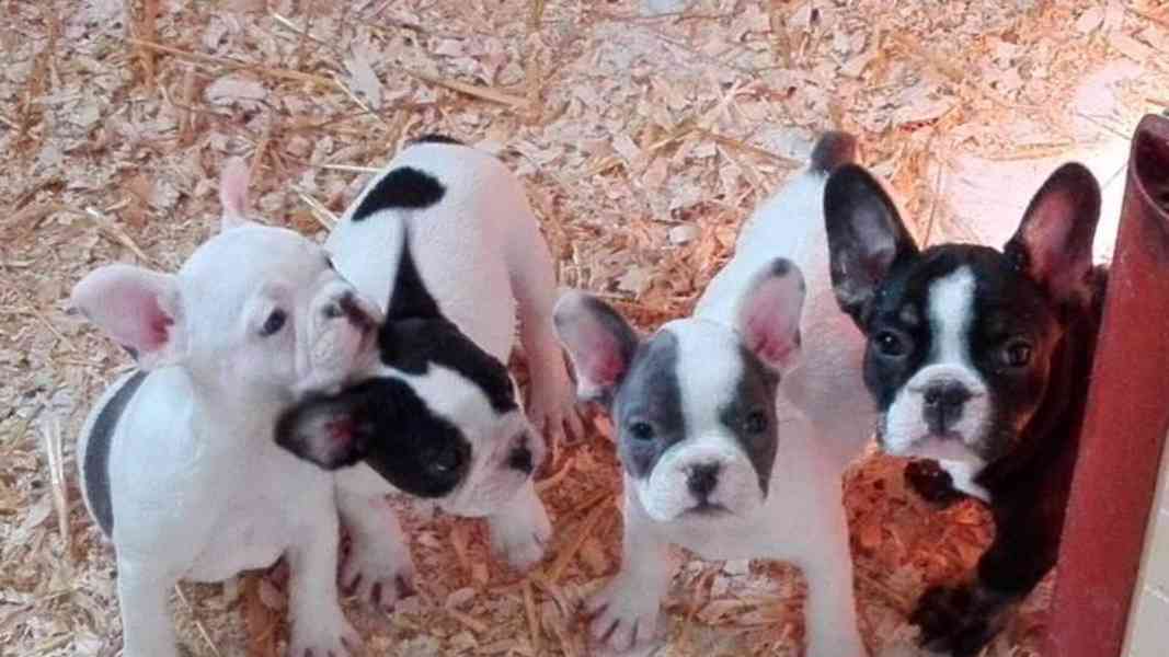 Roztomilá štěňata francouzského buldočka k adopci - foto 1