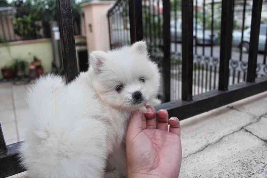 Nejvyšší kvalita registrovaný pomeranian - foto 10