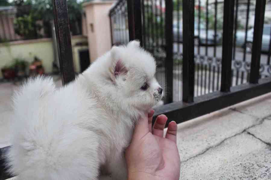 Nejvyšší kvalita registrovaný pomeranian - foto 9