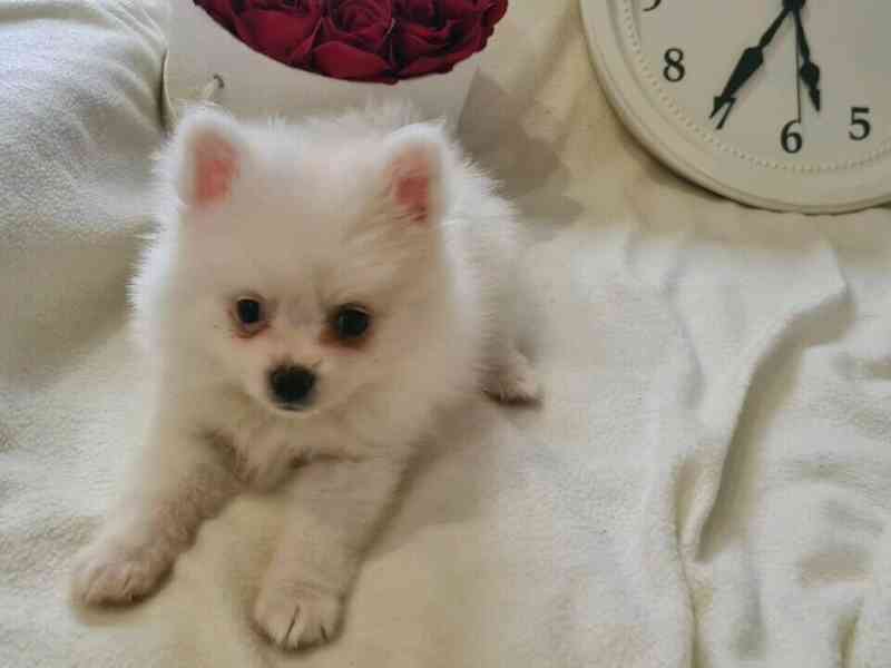 Nejvyšší kvalita registrovaný pomeranian - foto 3