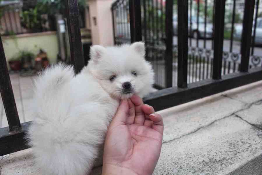 Nejvyšší kvalita registrovaný pomeranian - foto 8