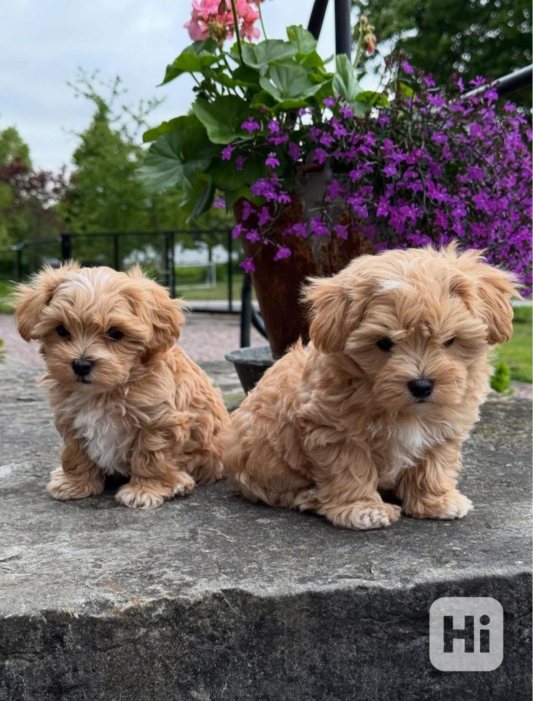 Szczenięta Maltipoo dostępne - foto 1
