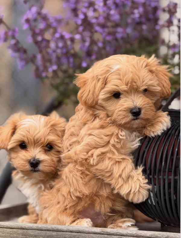 Szczenięta Maltipoo dostępne - foto 2