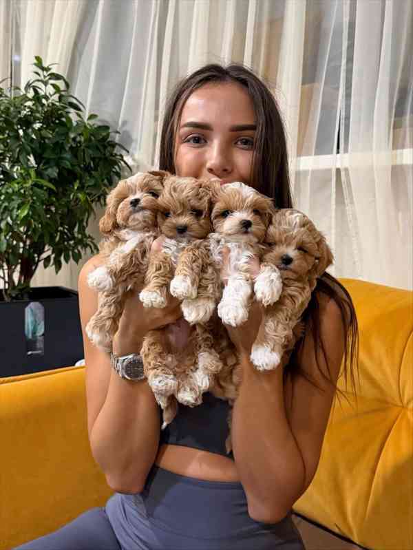 Szczenięta Maltipoo dostępne - foto 3