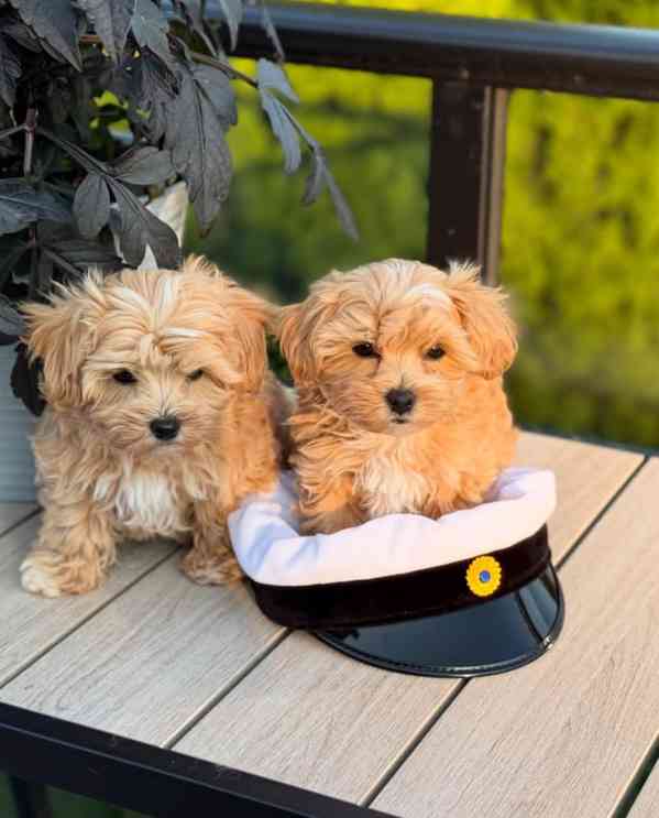 Szczenięta Maltipoo dostępne - foto 4