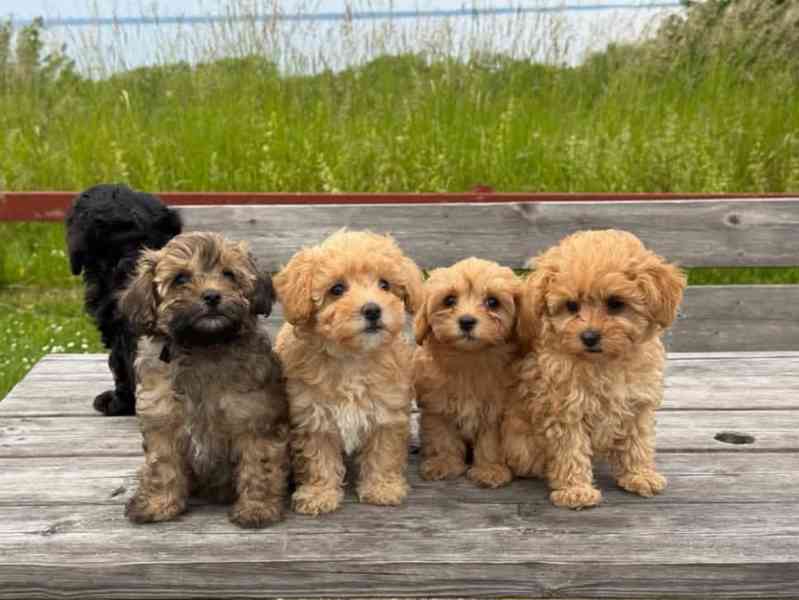 Szczenięta Maltipoo dostępne - foto 3