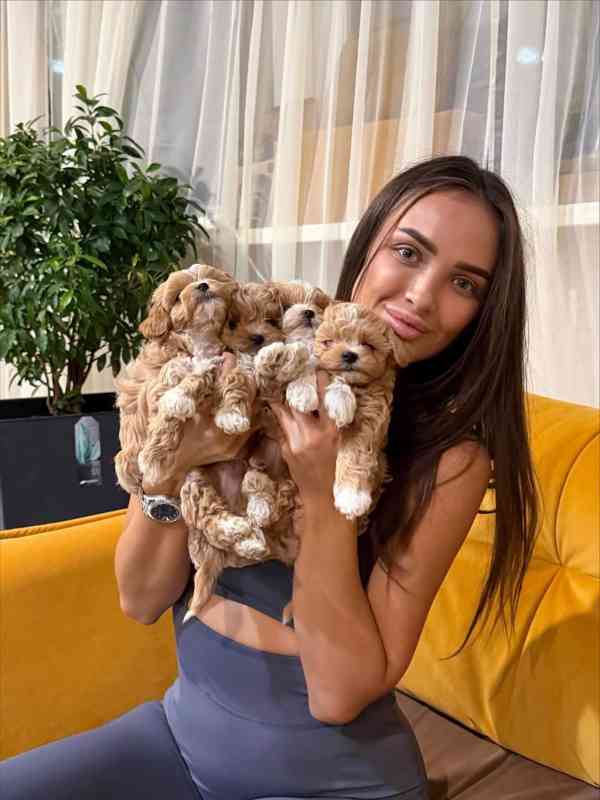 Szczenięta Maltipoo dostępne - foto 4