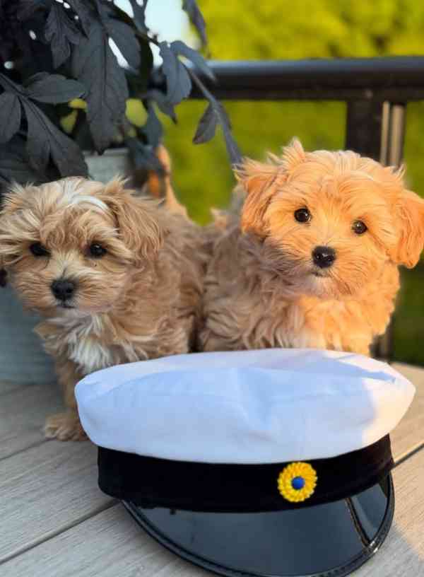 Szczenięta Maltipoo dostępne - foto 5