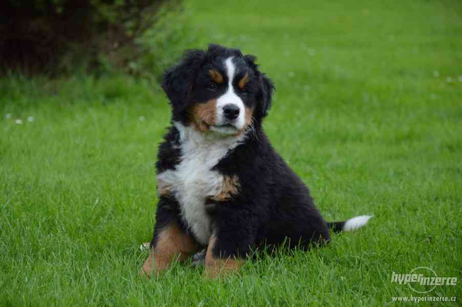 Bernský salašnický štěně - foto 1