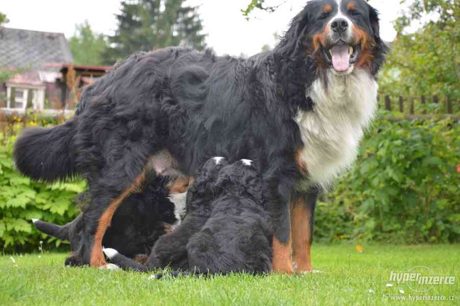 Bernský salašnický štěně - foto 2