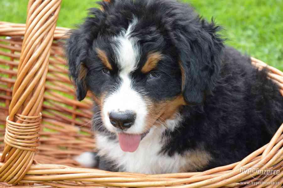 Bernský salašnický štěně - foto 3
