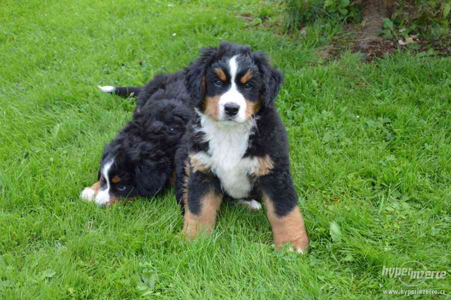 Bernský salašnický štěně - foto 4