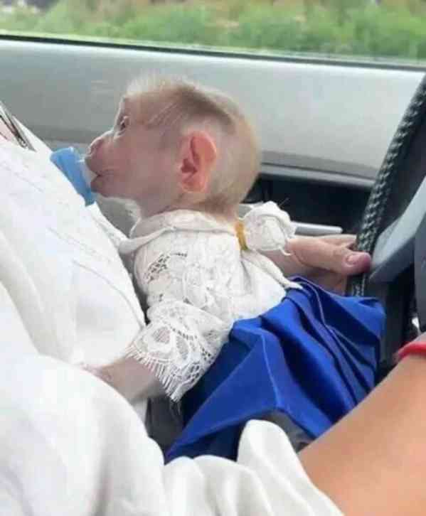 Milé a zdravé kapucínské opice. K dispozici - foto 1