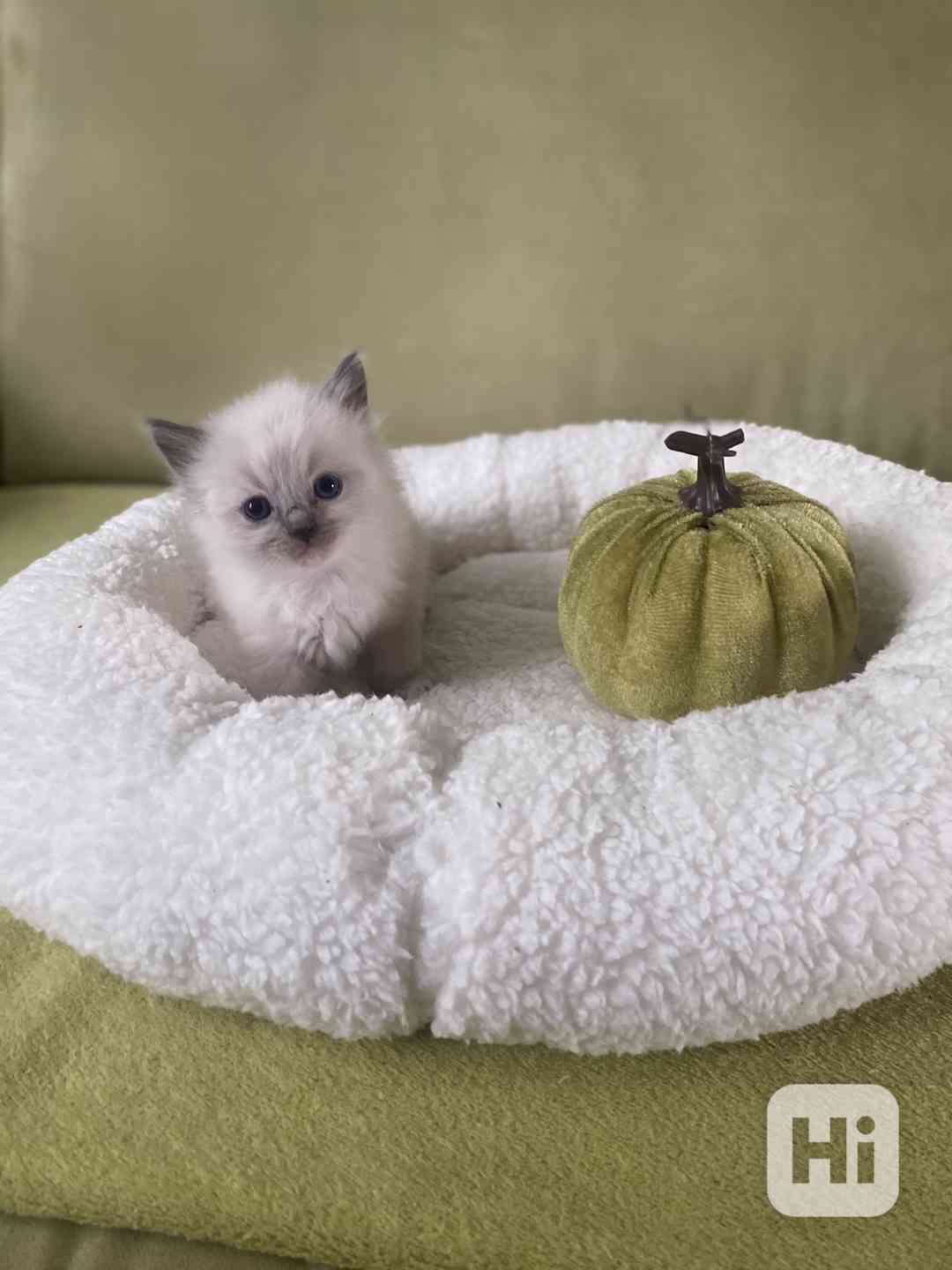 Ragdoll koťátka - foto 1